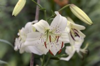 Lilium 'White Twinkle' Tiger Lily