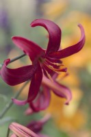 Lilium Red Velvet Lily