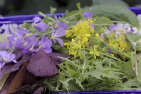 Mustard Red Lion - Brassica oleracea botrytis 'Red Lion' with Cultivated Salad Rocket leaves - Eruca sativa and the Edible Flowers of Mizuna - Brassica rapa nipposinica - yellow,  the mauve flowers of Orychophragmus violaceus - Chinese violet cress