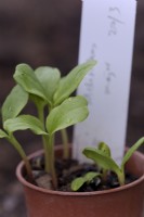 Melianthus major germinating seedlings sown early spring
