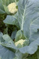 Brassica oleracea Botrytis Group 'Candid Charm' cauliflower sown 17 February harvested July 10