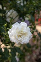Rosa 'Alaska' rose 