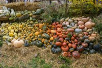 Mixed varieties of harvested Pumpkins, Squashes and Gourds