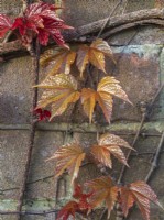 Parthenocissus tricuspidata - Virginia creeper growing on wall