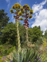 Agave montana in flower  after flowering the  plant dies. Rare in the UK.