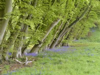 Hyacinthoides non-scripta - English Bluebells with beeech trees