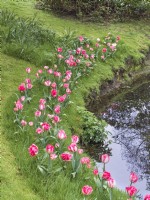 Tulipa - Red and white tulips - growing in strip of longer grass on stream bank