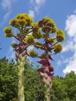 Agave in flower after flowering the  plant dies rare in the UK. July Summer