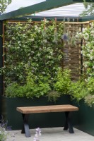 A willow and hazel fencing screen supports fragrant star jasmine, Trachelospermum jasminoides, which grows in a tall planter with herbs.