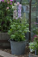 A metal tub planted with delphinium, in a cutting garden beside an old greenhouse.
