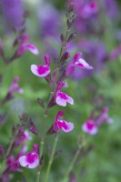 Salvia greggii 'Icing Sugar', a shrubby salvia with aromatic leaves and spikes of two-tone, dark and light pink flowers.