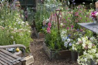 A cutting patch with raised beds planted with flowers such as snapdragons, foxgloves, cosmos, Baltic parsley, sweet peas,  achillea and nicotiana.