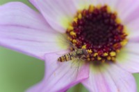 Marmalade Hoverfly - Episyrphus balteatus feeding on pollen on a Dahlia cultivar