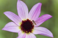 Marmalade Hoverfly - Episyrphus balteatus feeding on pollen on a Dahlia cultivar