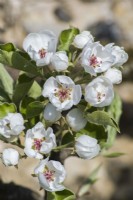 Pyrus blossom - Pear tree