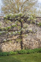 Espaliered Pyrus tree in blossom - Pear against flint wall