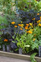 A small vegetable plot is planted with rows of Calendula officinalis 'Art Shades' marigolds, and scarlet kale.