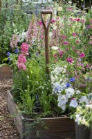 In a cutting garden, a raised bed of pink snapdragons, foxgloves and nicotiana.