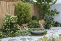 An oriental themed courtyard with an undulating bamboo fence separating a small pine and cistus, creating a backdrop for a stone Lotus Bowl planted with aquatics, that rests beside a winding stone chip path with stepping stones.