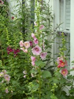 Althaea rosea - Hollyhock flowering in front of  Norfolk cottage July Summer
