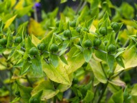 Euphorbia lathyris - Caper Spurge  July Summer