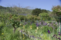 Giverny, France - Monet's Garden - Mixed Borders -  May 2023