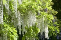 Giverny, France - Monet's Garden - Wisteria sinensis 'Alba'- May 2023