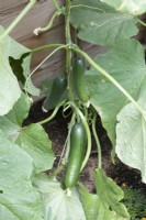 Cucumber 'Socrates' growing in a greenhouse 