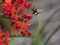 Bee in action pollinating crocosmia flowers