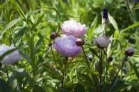 Giverny, France - Paeonia 'Sarah Bernhardt' in Monet's Garden - May 2023