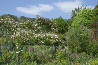 Giverny, France - Monet's Garden - Rosa 'Madame Alfred Carrier' on Pergolas amidst mixed perennials border -   May 2023