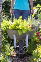 Woman pushing wheelbarrow filled with Lettuce and Lavender through the garden
