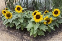 helianthus sunflower 'little dorrit'