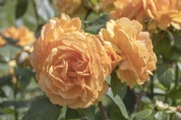 Rosa Rose 'Golden Beauty' KORberbeni