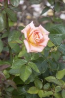 Rosa Rose Scentsation'_