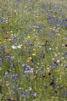 Wild flower garden meadow RHS Wisley