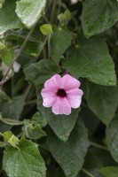 Thunbergia alata 'Sunny Susy pink beauty'  black-eyed Susan vine