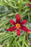 Hemerocallis 'Crimson Pirate' daylily
