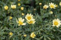 Argyranthemum frutescens 'Molimba Maggy pastel yellow' marguerite 