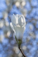 Magnolia x veitchii flowering in Spring - March