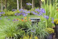 A collection of pots with Agapanthus 'Northern Star' around bird bath - Cheshire - July
