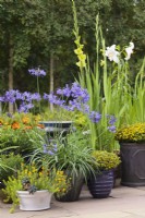 A collection of pots with Agapanthus 'Northern Star', Sanvitalia 'Cuzco Compact' and  Delosperma 'Suntropics Yellow' around bird bath - Cheshire - July