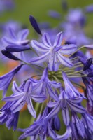 Agapanthus 'Northern Star' - african lily