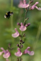 Salvia Lara with Bombus lucorum - the white-tailed bumblebee