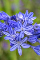 Agapanthus 'Midnight Star' flowering in Summer - July