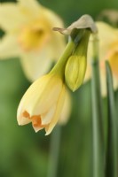Narcissus  'Blushing Lady'  Daffodil flower bud starting to open  Div 7 Jonquilla  April