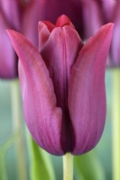 Tulipa  'Merlot'  Tulip  Lily-flowered Group  April
