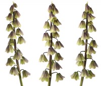 Fritillaria persica  'Green Dreams'  Fritillary  Composite picture  April
