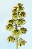 Fritillaria persica  'Green Dreams'  Fritillary  April