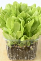 Lactuca sativa  'Gustav's Salad'  Lettuce seedlings grown for young salad leaves in plastic container on windowsill  May
